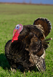 brown turkey on a green field at the farm.