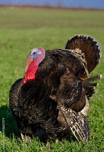 brown turkey on a green field at the farm.