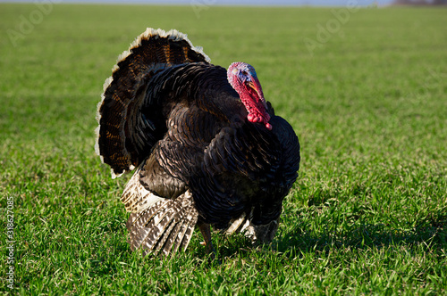 brown turkey on a green field at the farm.