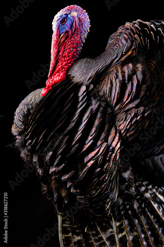  portrait Bronze turkey on a black background.