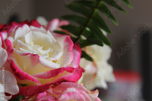 pink rose with water drops