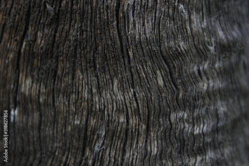 texture of wood