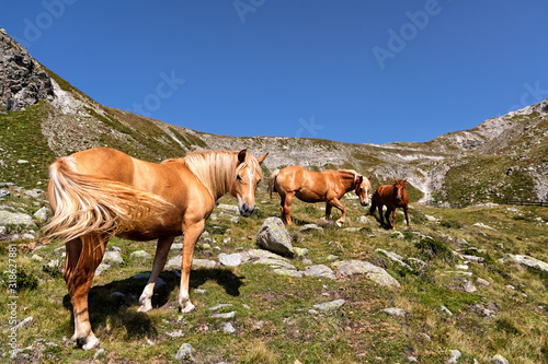 Haflinger horses on alpine pasture near Merano in South Tyrol  Italy