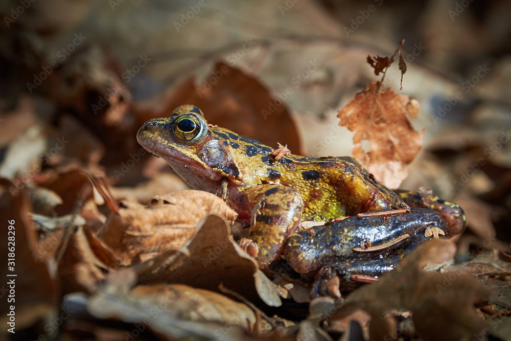 Obraz premium Closeup of frog in the forest, on leaves