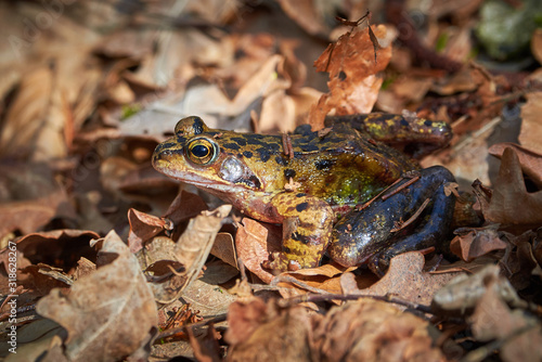 Closeup of frog in the forest, on leaves