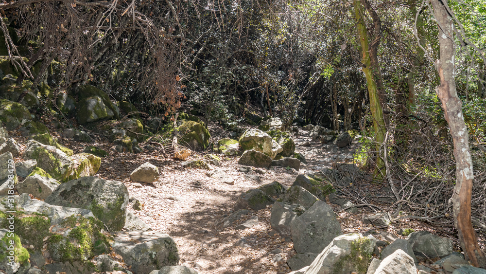 Beautiful hiking trail in the forest of Cyprus Beautiful hiking trail in the forest of Cyprus
