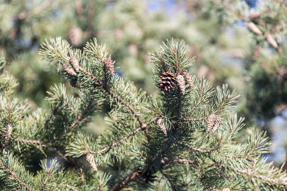 Nadelbaum mit Tannenzapfen dran Nadelbaum mit Tannenzapfen dran