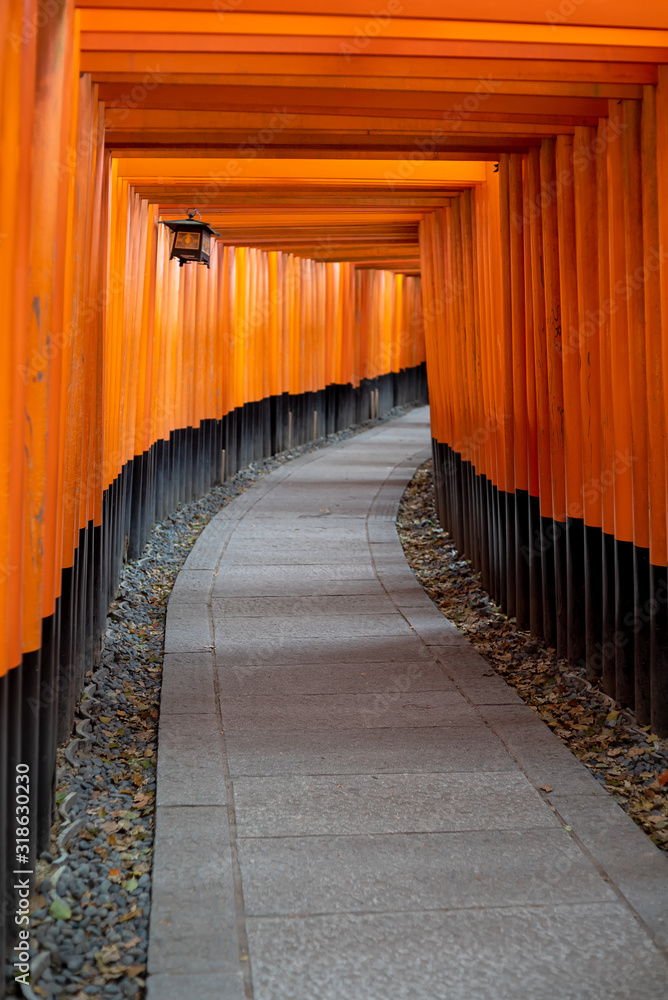 Fototapeta premium Torii path lined with thousands of torii in the Fushimi Inari Taisha Shrine in Kyoto