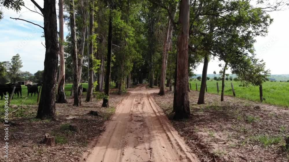 path in the forest - walking through the trees