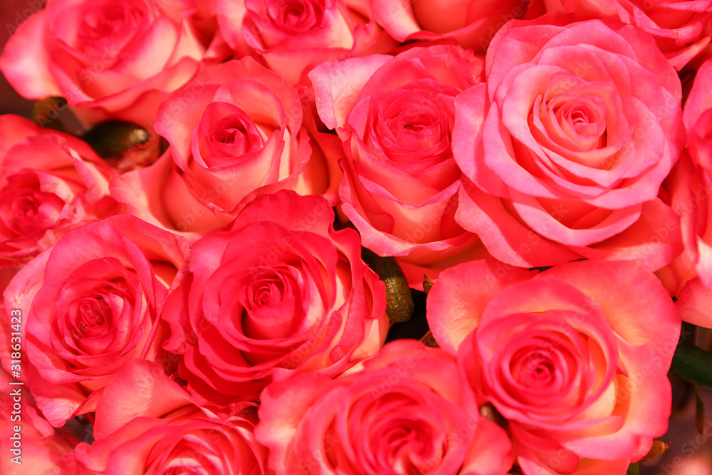 Beautiful fresh bright roses as background, closeup. Floral decor