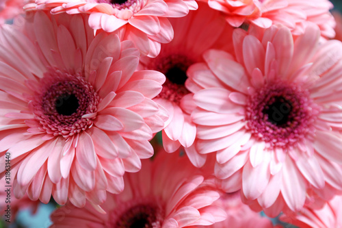 Beautiful pink gerbera flowers on blurred background  closeup. Floral decor