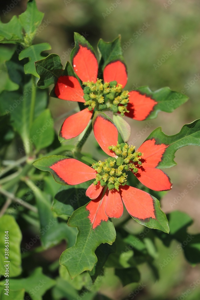 Fototapeta premium Euphorbia pulcherrima