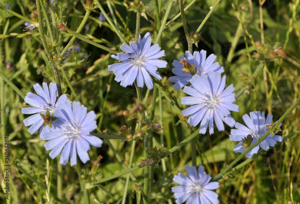 Blossom chicory (Cichorium intybus) Blossom chicory (Cichorium intybus)