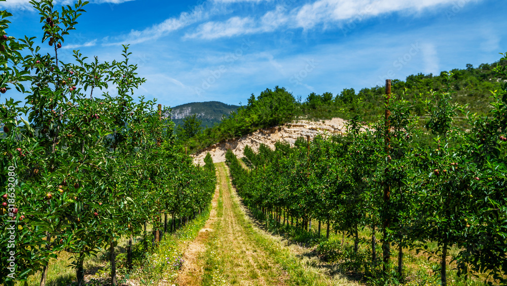 Summer background. Beautiful nature scene with apple trees. Sunny day. Beautiful orchard. Apple orchards in the Sarca Valley, Italian Alps. Trentino Alto Adige, Italy, Europe.