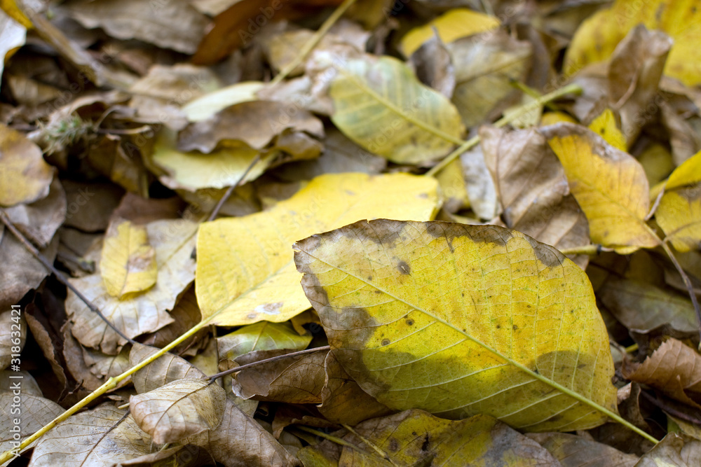 Autumn leaves on the ground