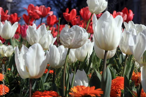 tulipany-w-ogrodzie