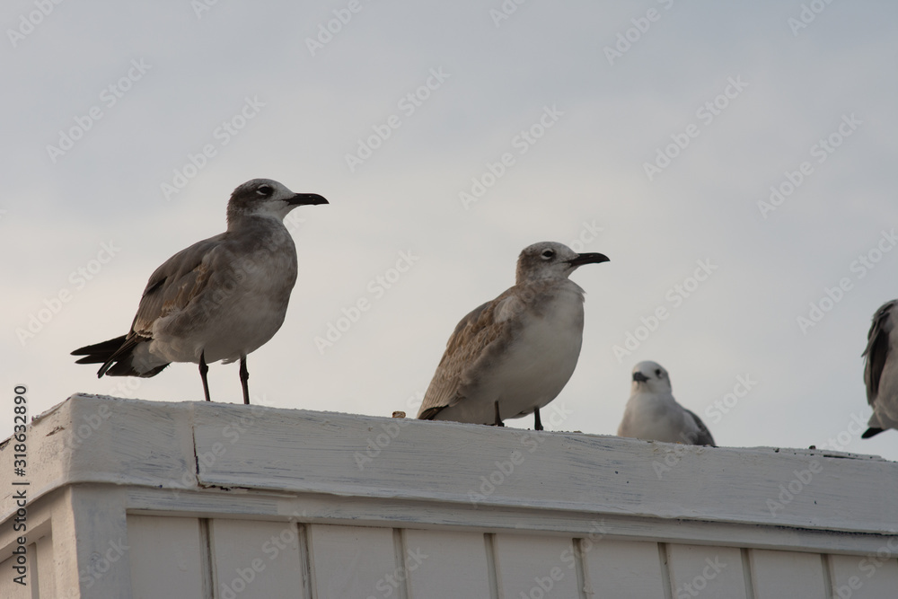 Obraz premium seagulls line up perched on top of a building at sundown