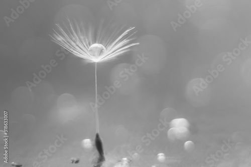 On a blurry blue background, a dandelion fluff with a drop of water and bokeh. Selective focus. Macro photography.