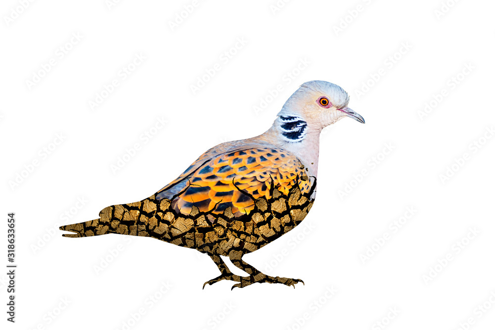 Fototapeta premium Abstract nature and birds. Double exposure effect. Nature background.