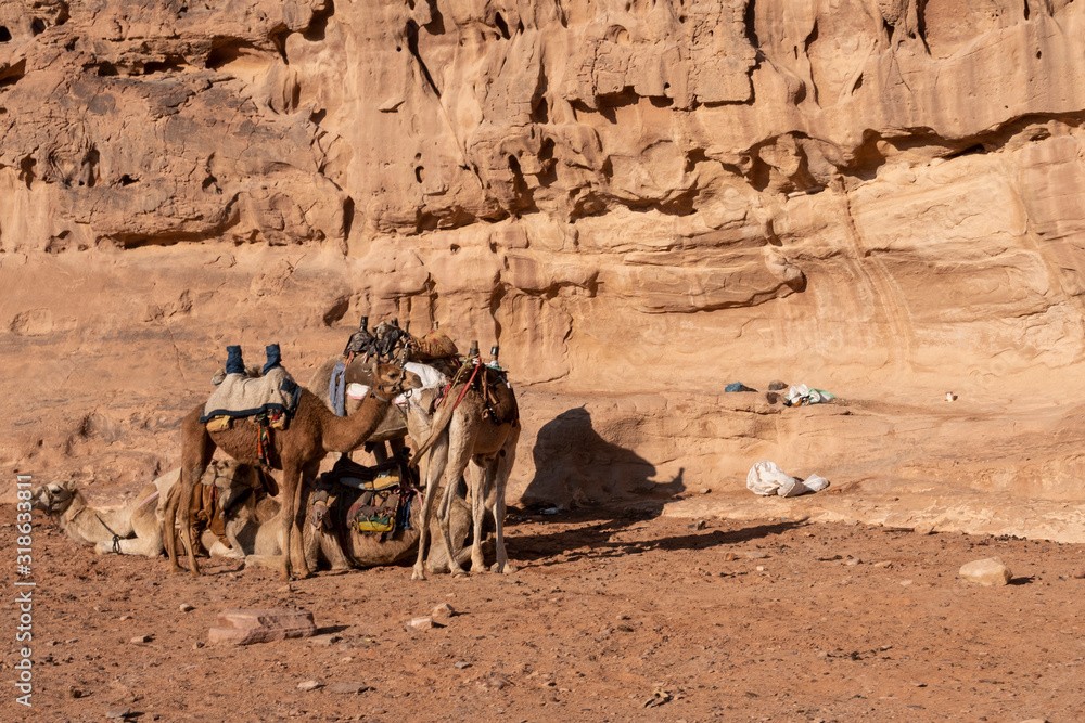Campo de nomadas Beduinos con camellos. Wadi Rum, Jordania Campo de nomadas Beduinos con camellos. Wadi Rum, Jordania