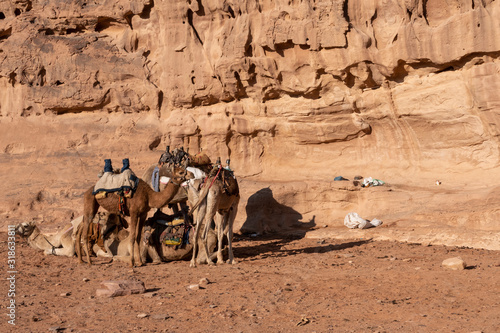 Campo de nomadas Beduinos con camellos. Wadi Rum, Jordania