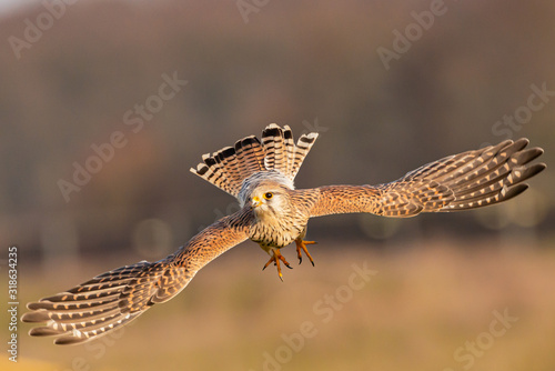 kestrel	