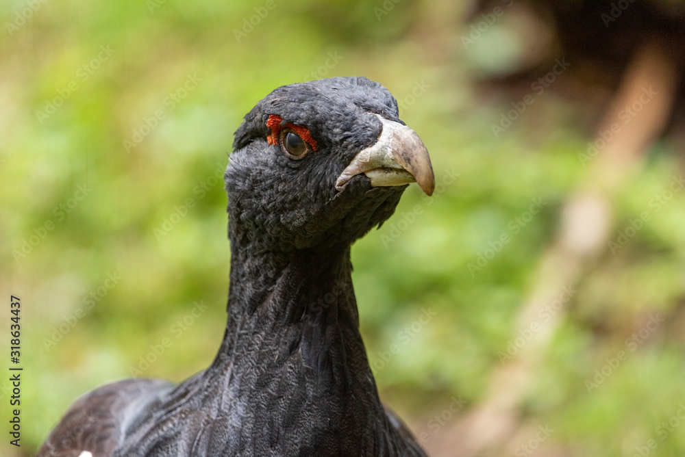 Male capercaillie, Tetrao urogallus, in lek site situating in pine in bavarian forest. Male capercaillie, Tetrao urogallus, in lek site situating in pine in bavarian forest.