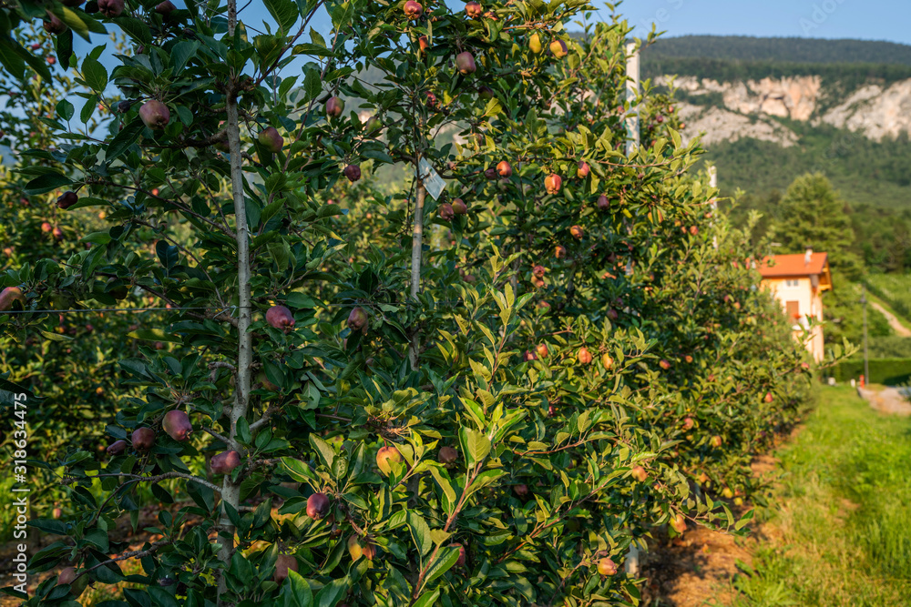 Agriculture. Rows of apple trees grow. Fruit production region. Trentino Alto Adige, Italy, Europe. Agri tourism. Tourist travel visiting apple orchards site. Fruit production region.
