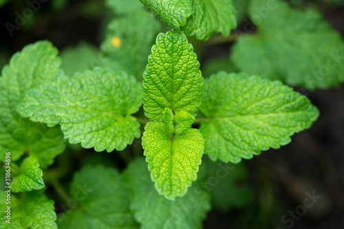 Fresh lemon melissa growing in the spring garden - top virew photo