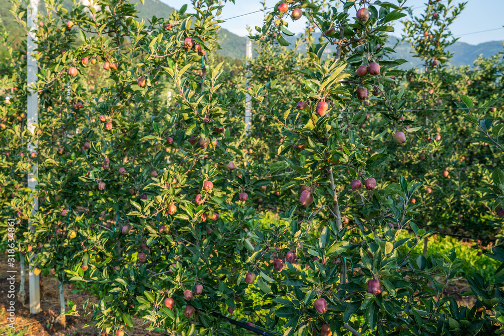 Picture of a ripe apples in orchard ready for harvesting. Morning shot. Apple orchards in the Sarca Valley, Italian Alps. Trentino Alto Adige, Italy, Europe. Picture of a ripe apples in orchard ready for harvesting. Morning shot. Apple orchards in the Sarca Valley, Italian Alps. Trentino Alto Adige, Italy, Europe.