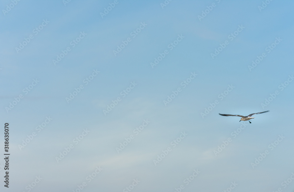an isolated seagull flies high in the blue sky an isolated seagull flies high in the blue sky