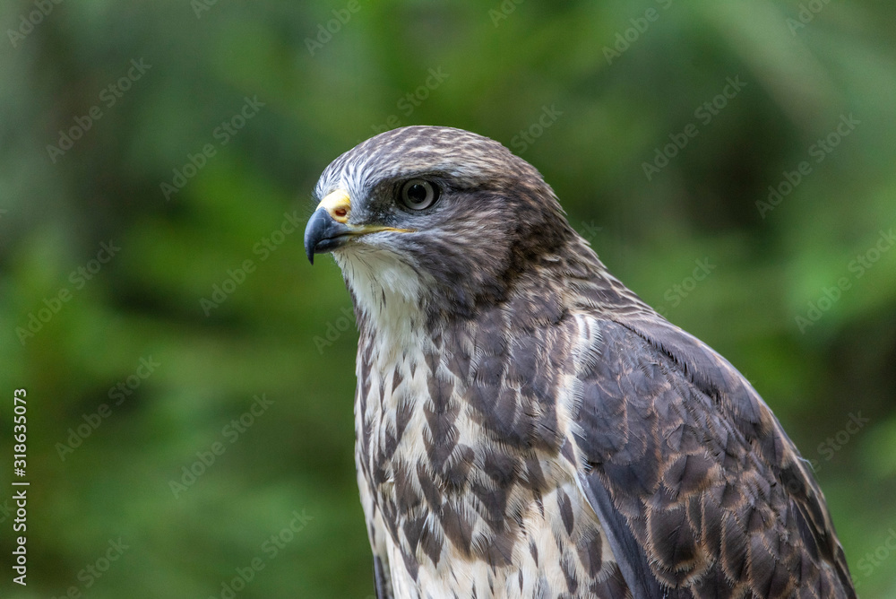 Banner format photo of a Common Buzzard (Buteo buteo) Banner format photo of a Common Buzzard (Buteo buteo)