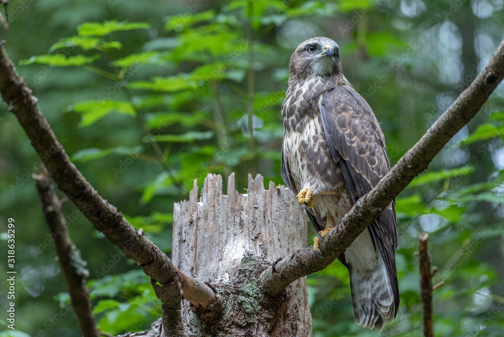 Banner format photo of a Common Buzzard (Buteo buteo) Banner format photo of a Common Buzzard (Buteo buteo)