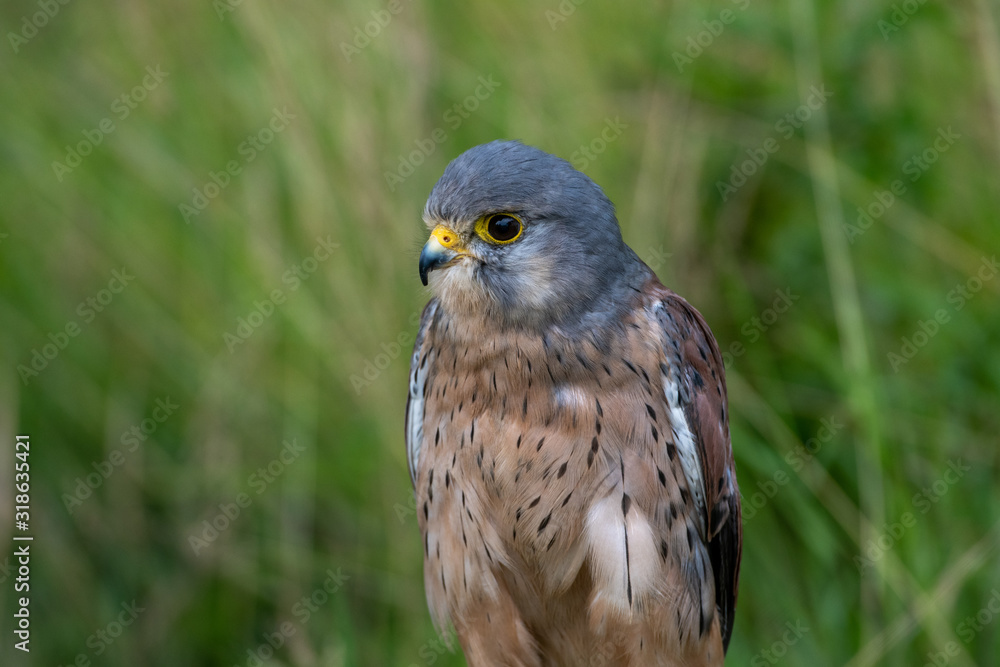 Portrait of a Common Kestrel (Falco tinnunculus) Portrait of a Common Kestrel (Falco tinnunculus)