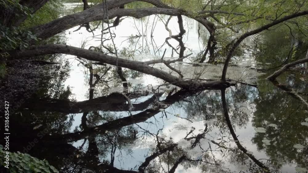Pond, Nenuphar, Algae in Summer. Tree Branch Through Water. Sky Reflection. 4K Pond, Nenuphar, Algae in Summer. Tree Branch Through Water. Sky Reflection. 4K