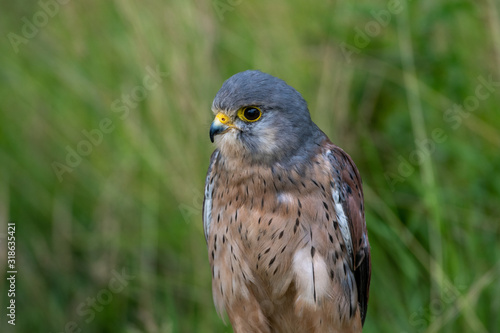 Portrait of a Common Kestrel (Falco tinnunculus)
