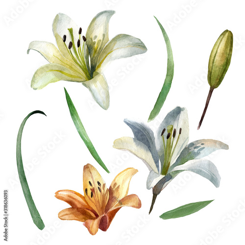 Watercolor illustration, lily flowers. Lily bud, lily flower, lily leaves. Separate items.