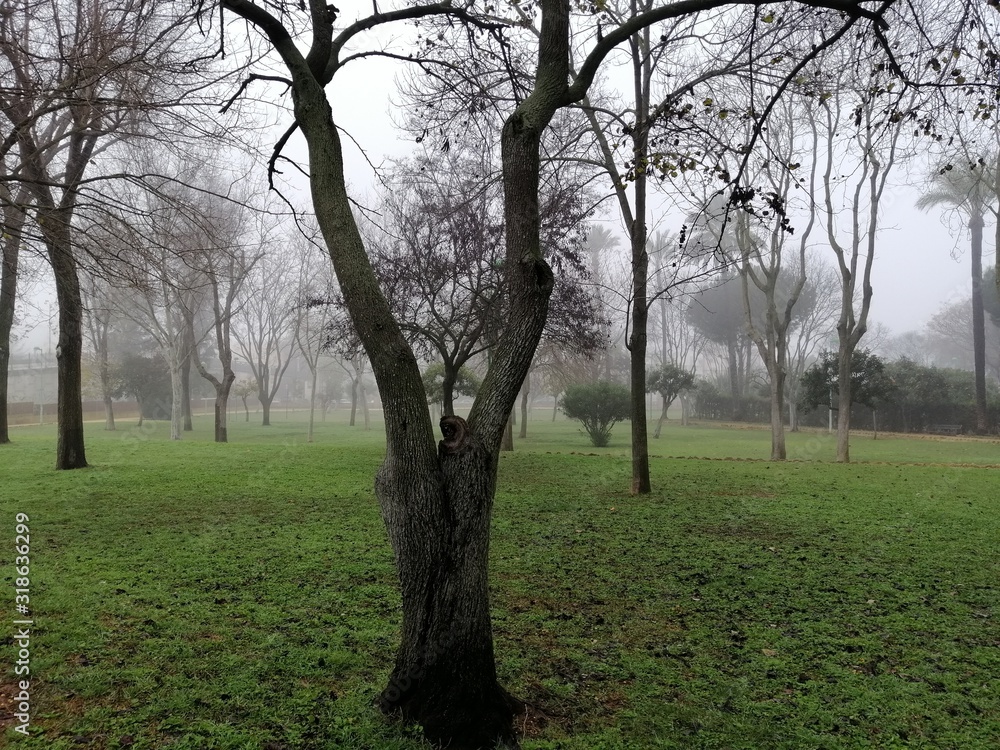 Fototapeta premium parque en un diá de niebla