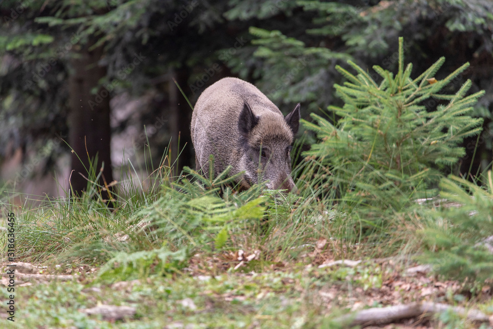 Sus scrofa. The wild nature of the bermany. Sus scrofa. The wild nature of the bermany.
