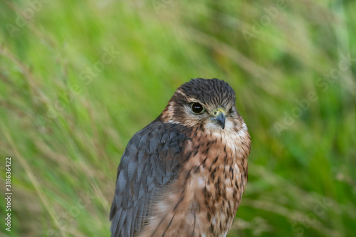 Portrait of a Merlin (Falco columbarius) a small hawk.