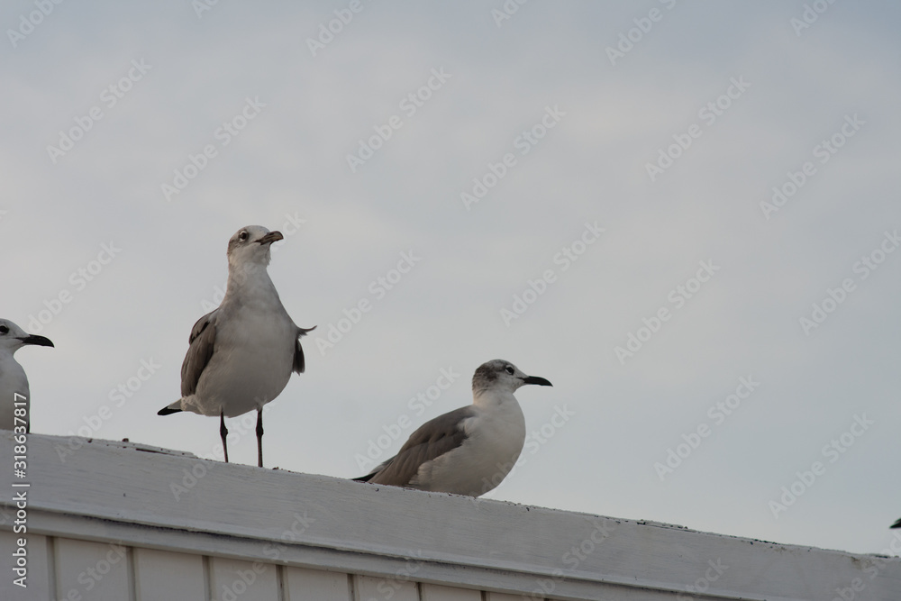 seagulls line up perched on top of a building at sundown seagulls line up perched on top of a building at sundown
