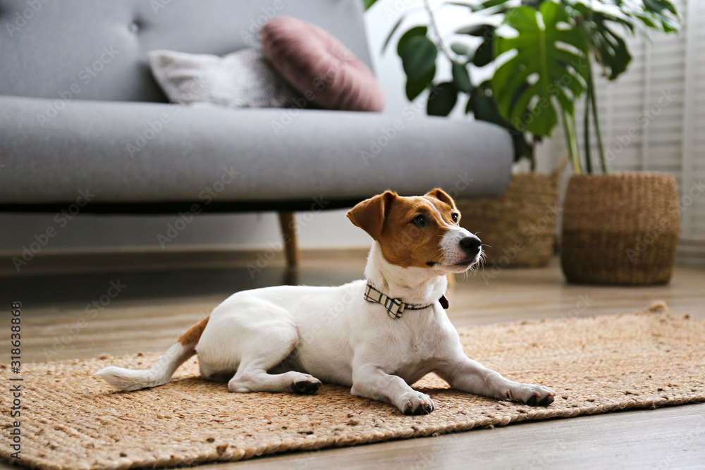 Cute four months old Jack Russel terrier puppy with folded ears at home. Small adorable doggy with funny fur stains. Close up, copy space, background. - obrazy, fototapety, plakaty 