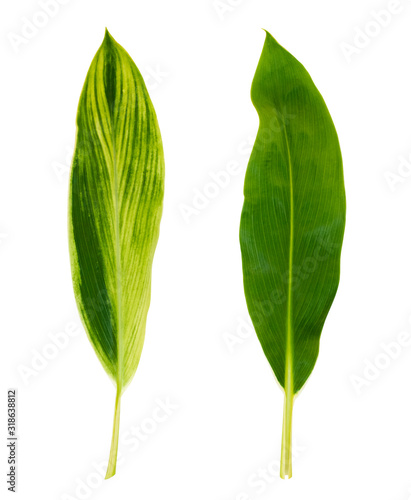Alpinia zerumbet green leaf top view. Isolated on white background for tropical design.  Useful for decoration layouts or 3d