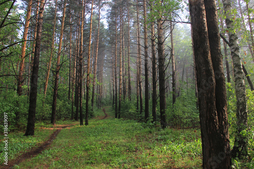 A summer pine forest and a winding path running away into the distance © I_n_g_r_i_t