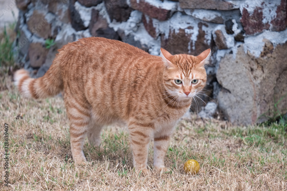 Red cat photographed in Pula Cagliari Italy