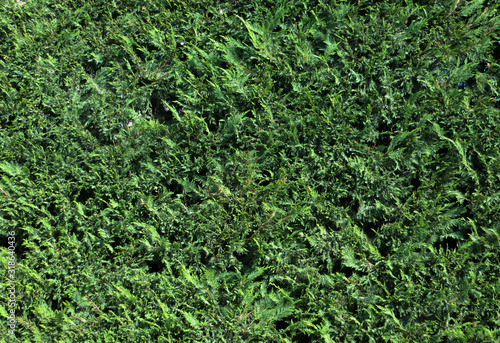 thuja green leaf background