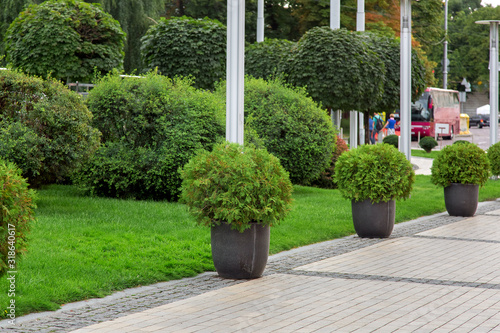 stone flowerpots with an evergreen thuja bush on a pedestrian sidewalk made of stone tiles in a city street with a green plants.