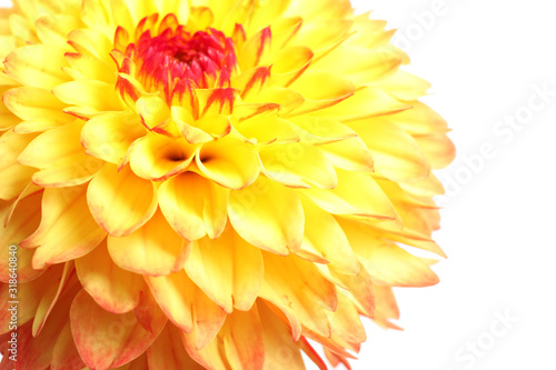 Beautiful yellow dahlia flower on white background  closeup view