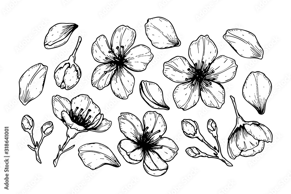 Set of spring cherry flowers, petals and buds. Vector illustration in sketch style isolated on white