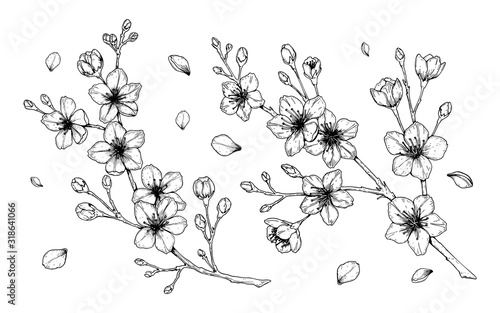 Set of cherry blossom branch. Vector illustration in sketch style isolated on white. Beautiful spring design elements.